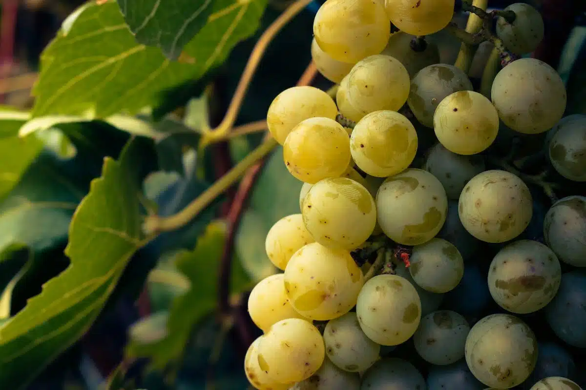 beaujolais vin